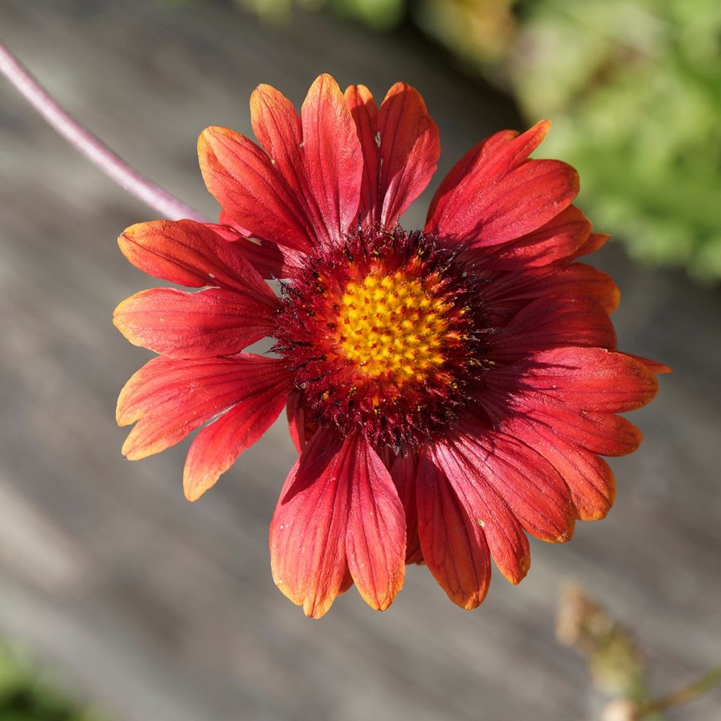 Gaillardia Bourgogne - Kokardebloem