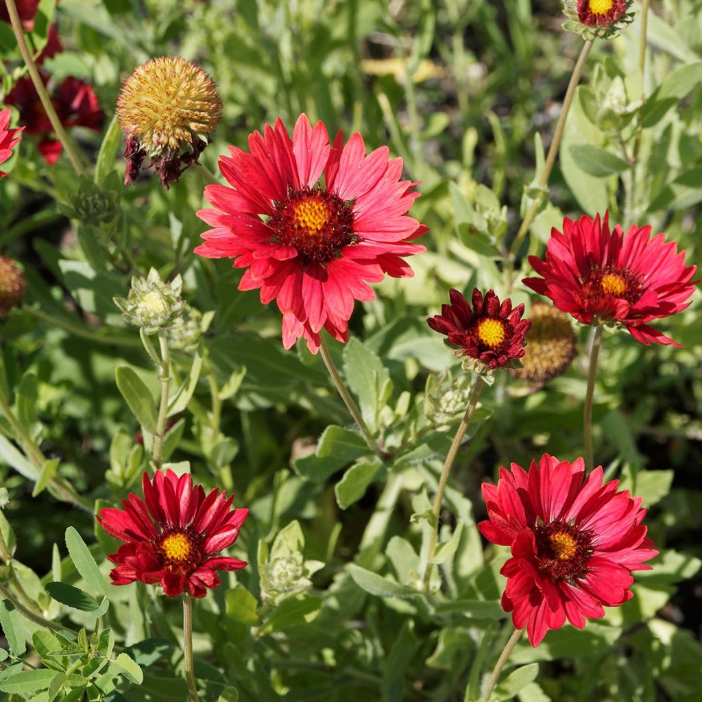 Gaillardia Bourgogne - Kokardebloem