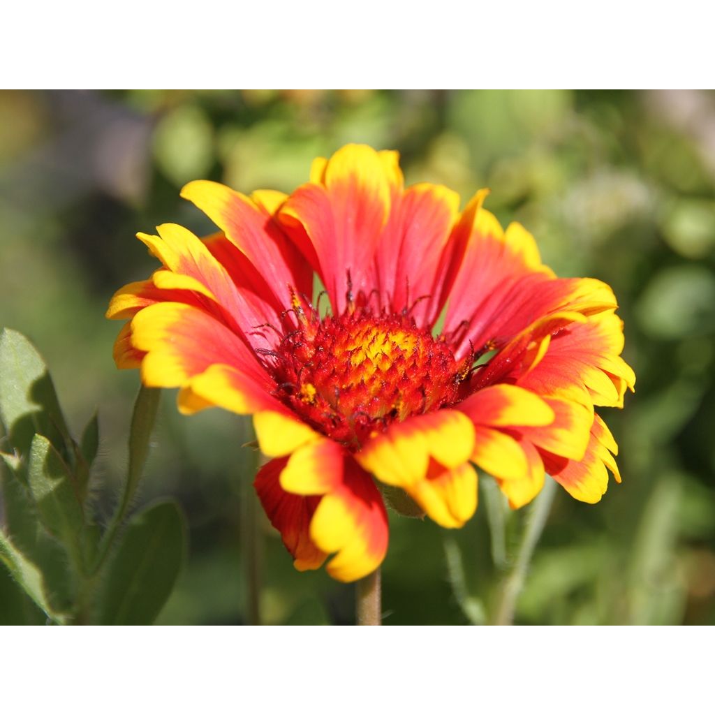 Gaillardia Kobold - Kokardebloem