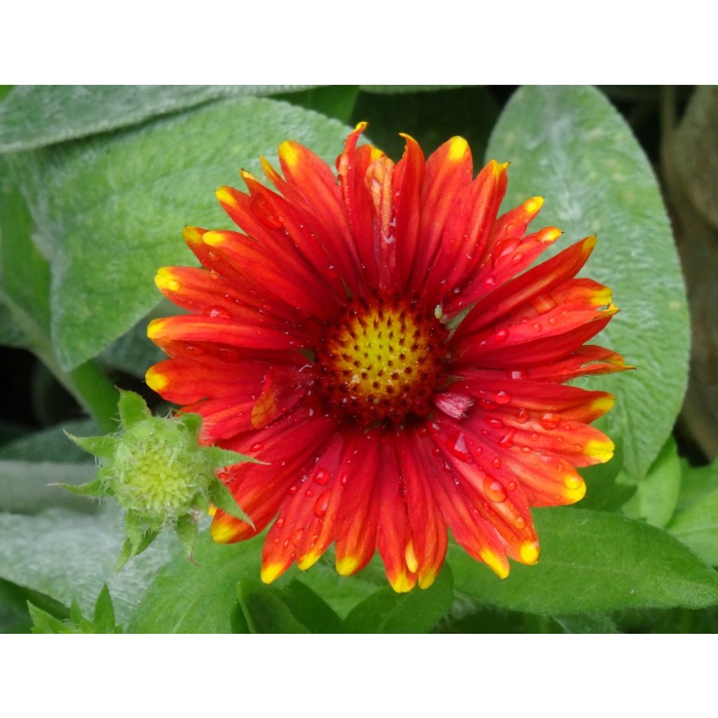 Gaillardia grandiflora Arizona Red Shades (zaad) - Kokardebloem