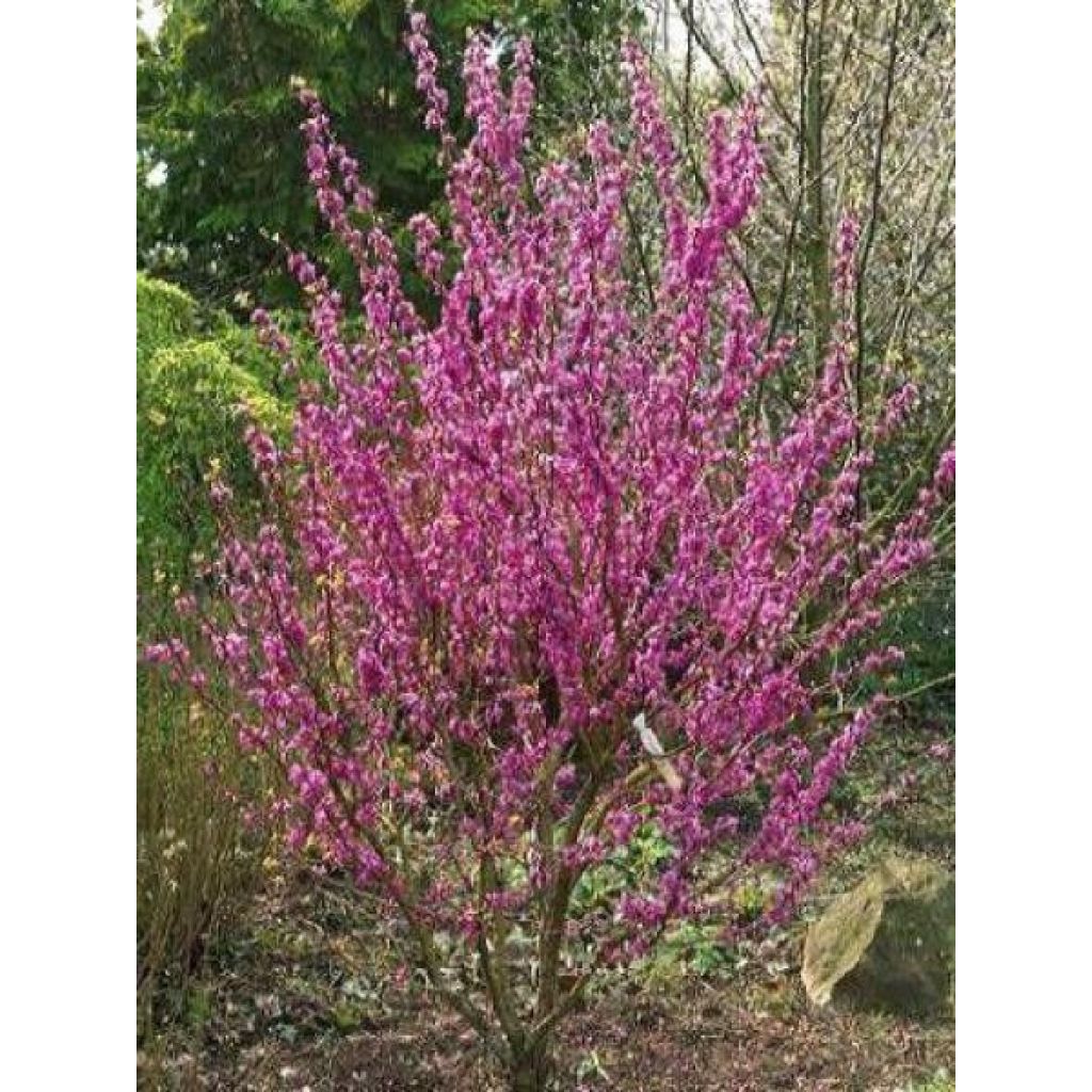 Cercis chinensis Avondale - Chinese judasboom