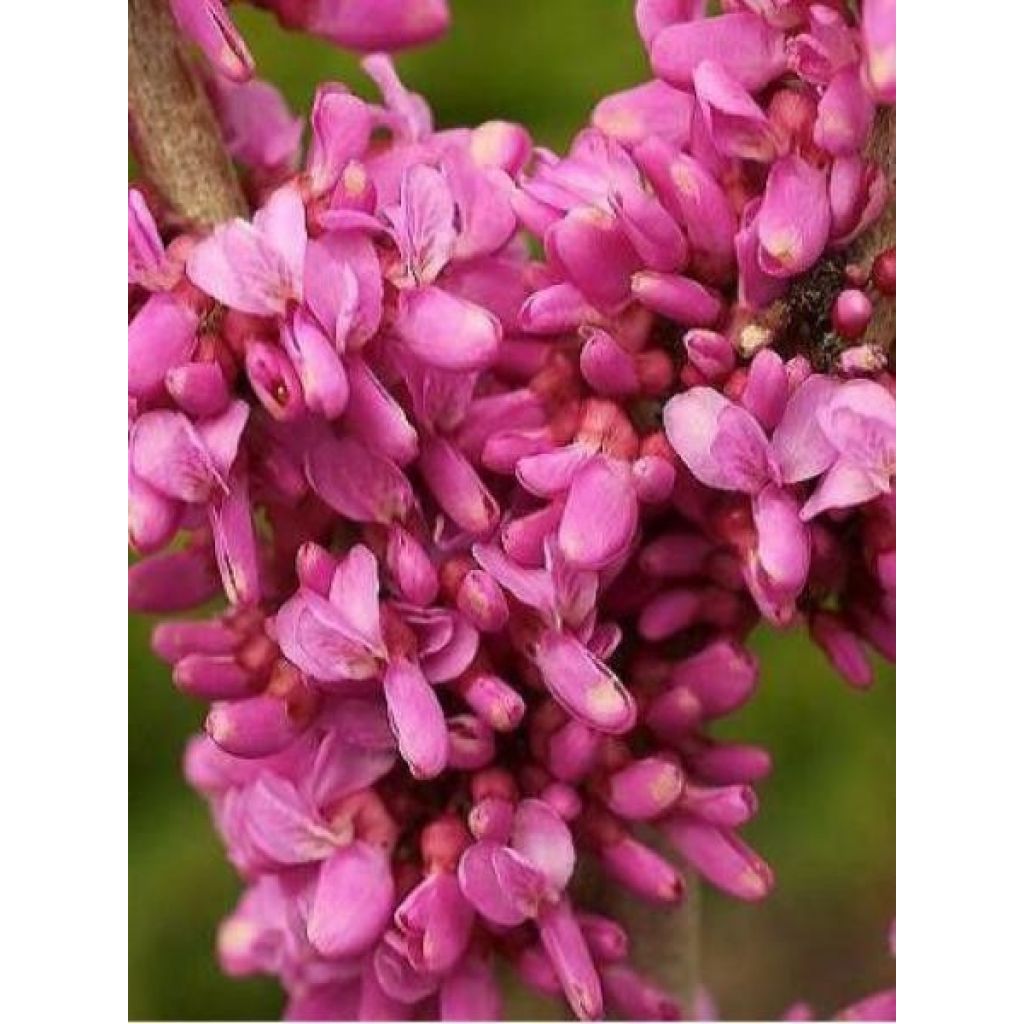 Cercis chinensis Avondale - Chinese judasboom