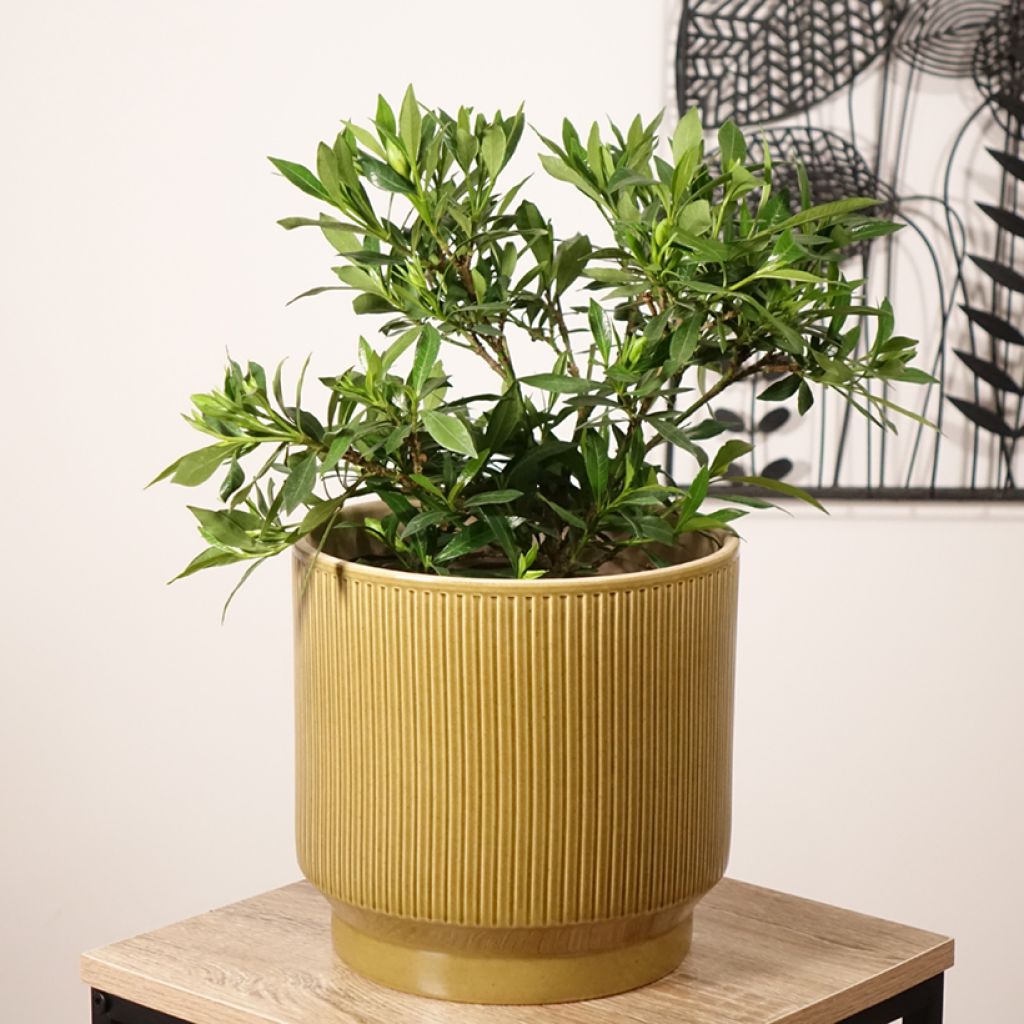 Gardenia jasminoides Perfumed Petticoats - Kaapse jasmijn