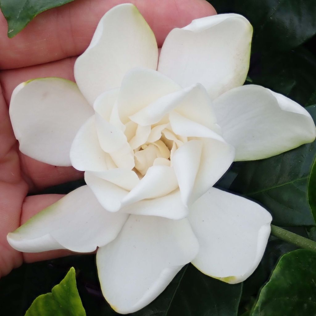Gardenia jasminoides Summer Snow - Kaapse jasmijn
