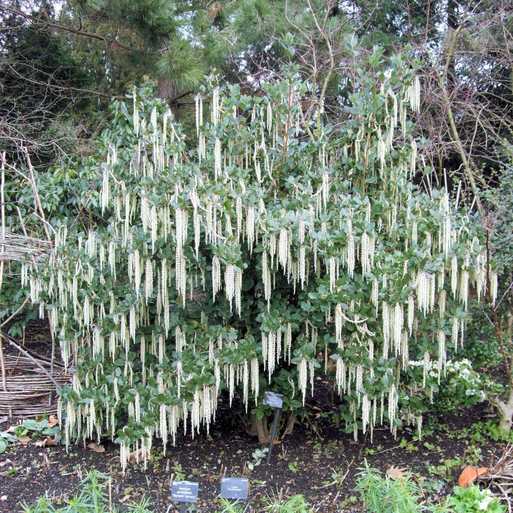 Garrya elliptica - Katjesstruik