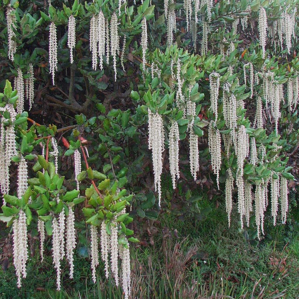 Garrya elliptica - Katjesstruik