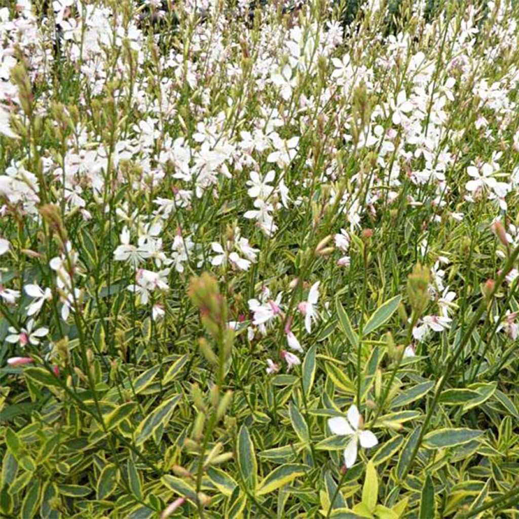 Gaura lindheimeri Corries Gold - Prachtkaars