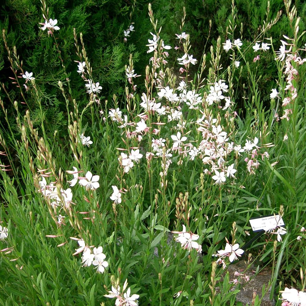 Gaura lindheimeri Summer Breeze - Prachtkaars