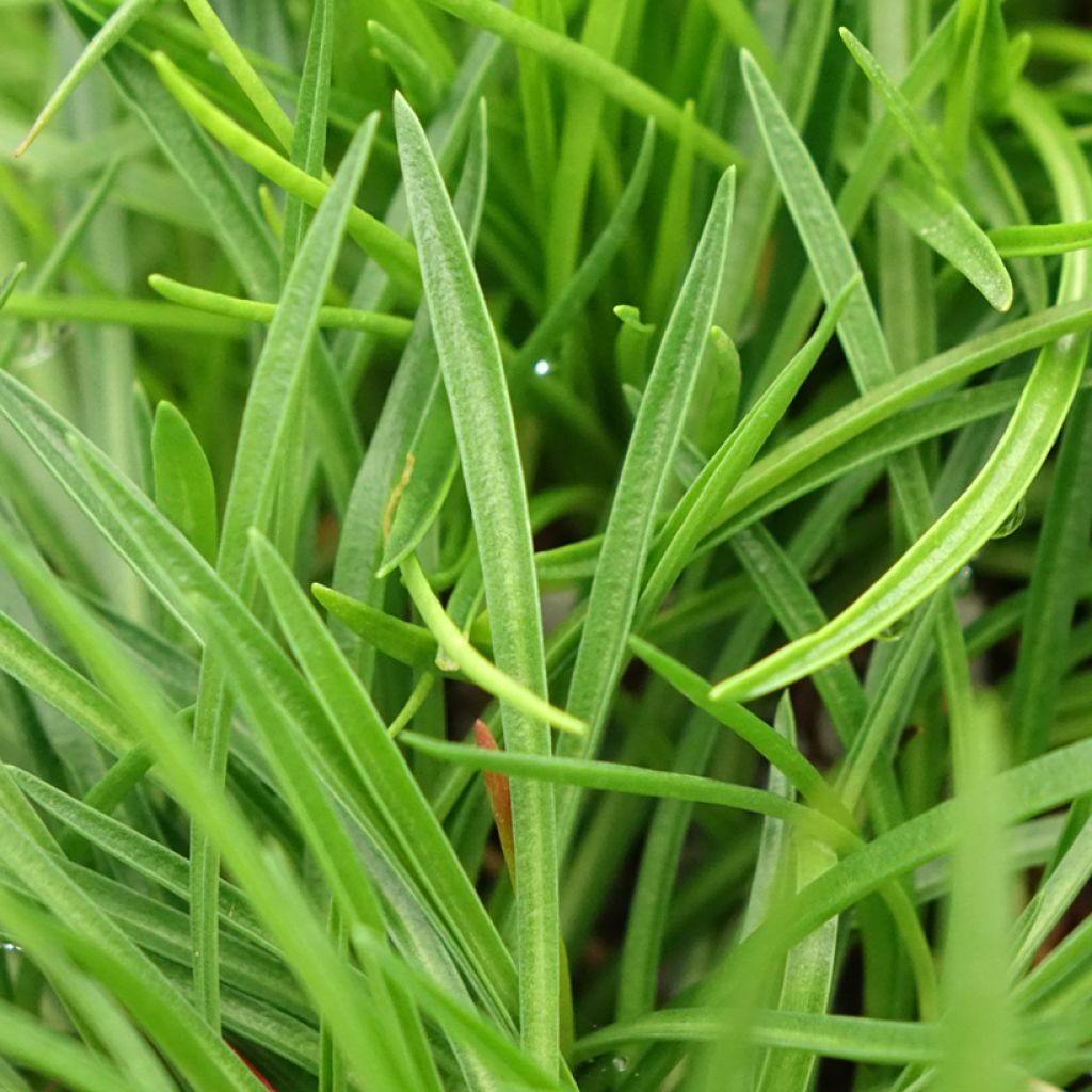Armeria Ornament - Engels gras