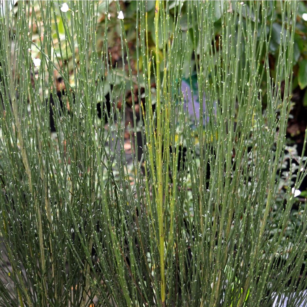Cytisus praecox Wit - Brem