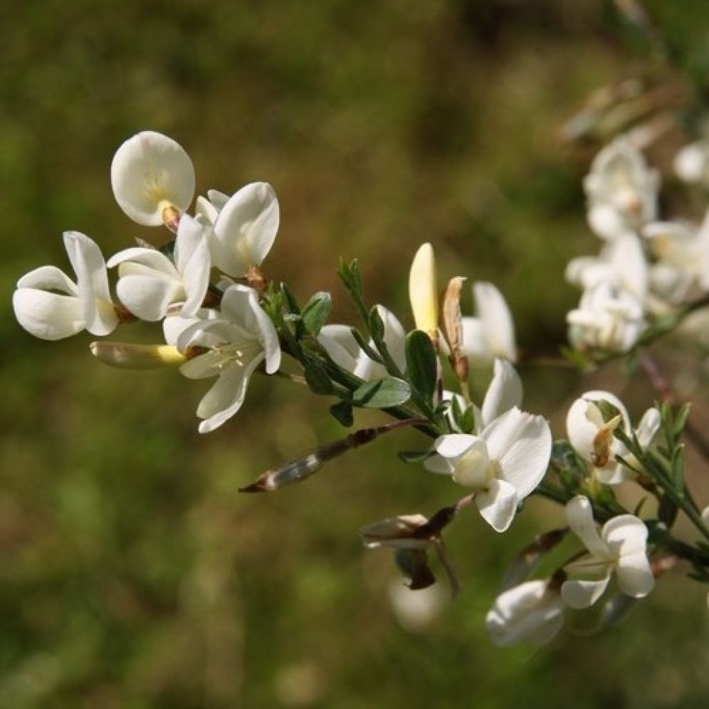 Cytisus praecox Wit - Brem