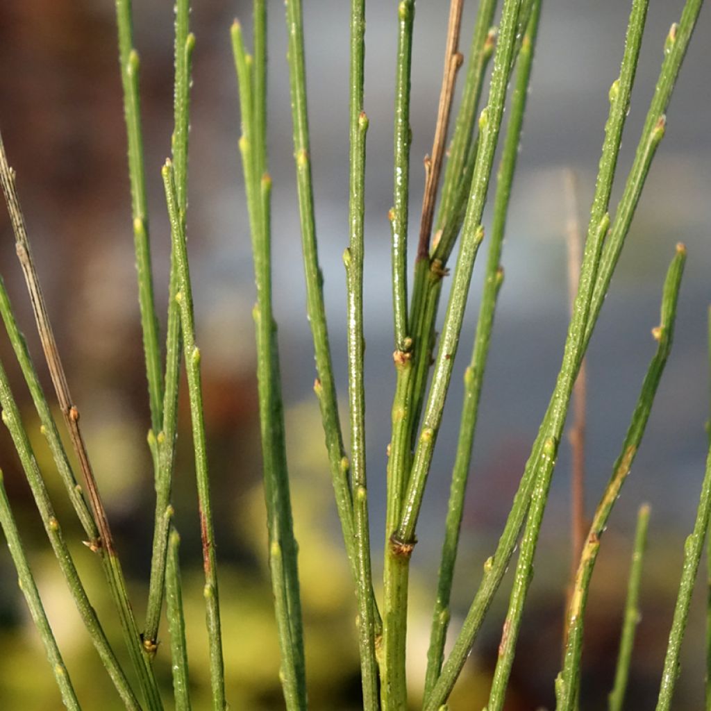 Cytisus praecox - Brem