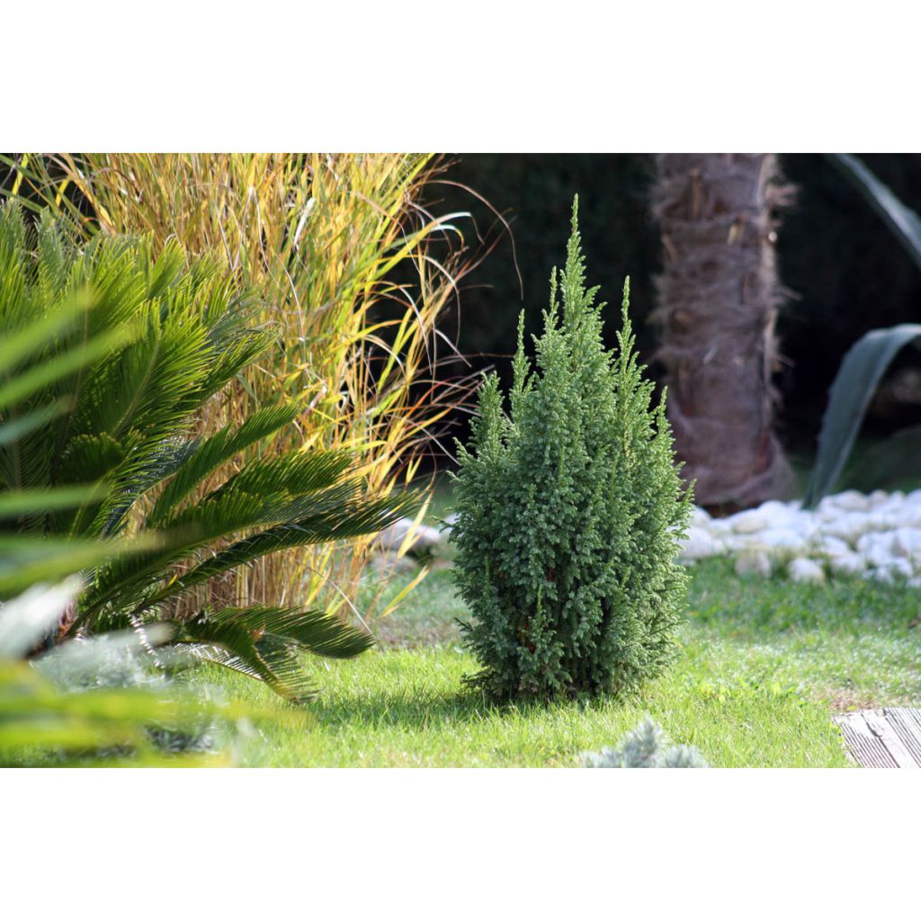 Juniperus squamata Loderi - Himalaya jeneverbes