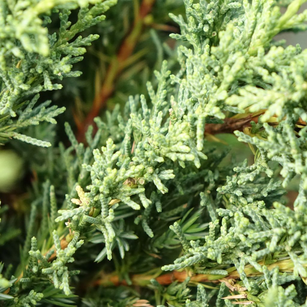 Juniperus chinensis Blaauw - Chinese jeneverbes