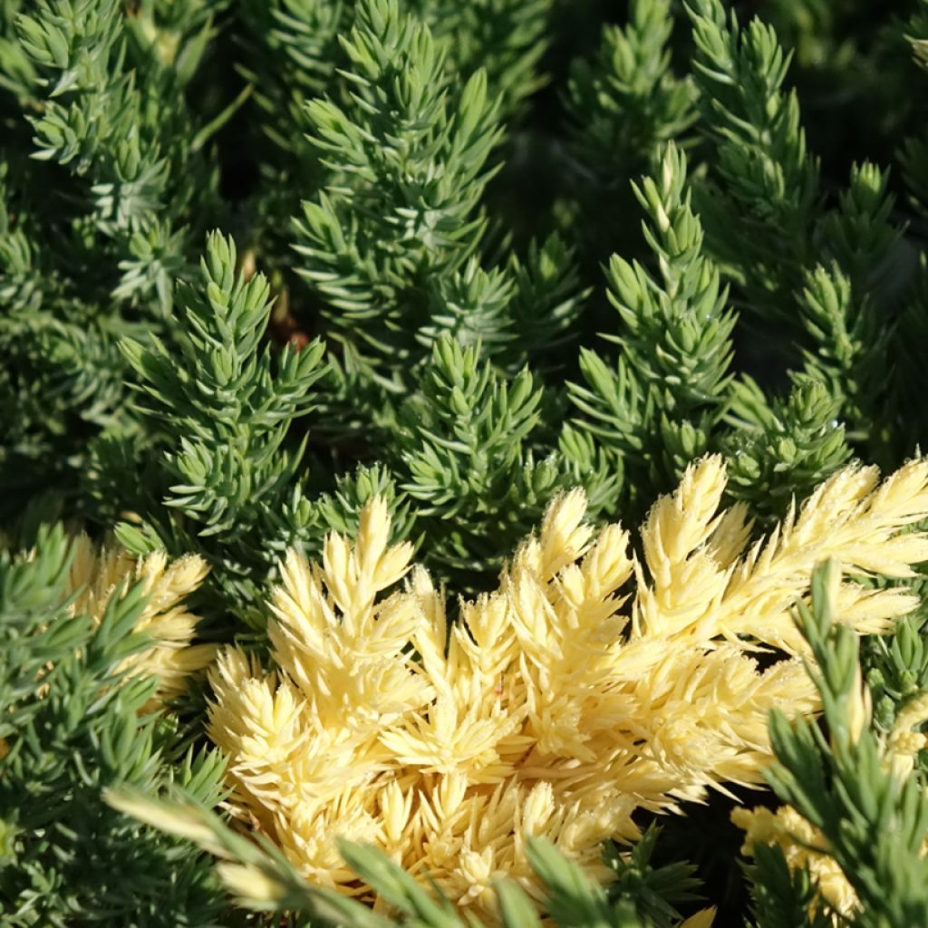 Juniperus chinensis Expansa Variegata - Chinese jeneverbes