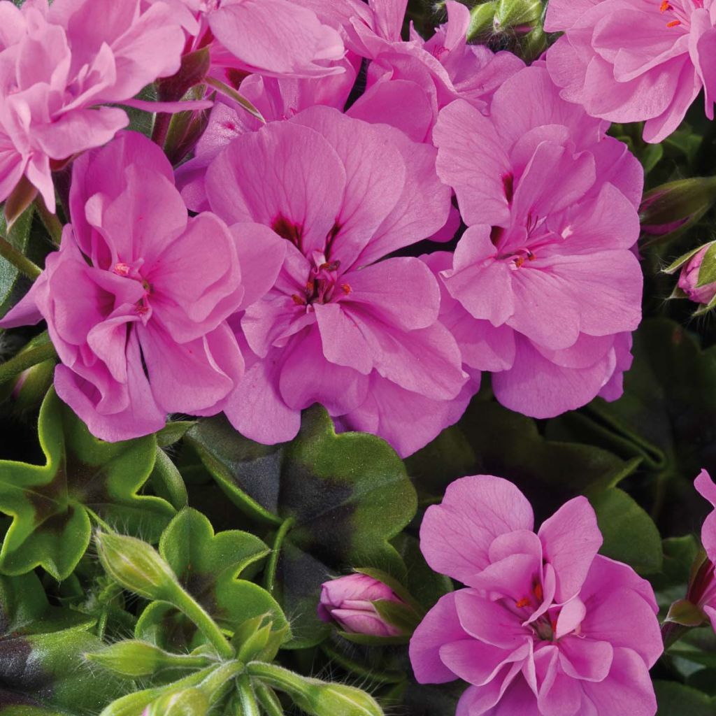 Pelargonium peltatum BIG 5 Amethyst - Hanggeranium dubbel
