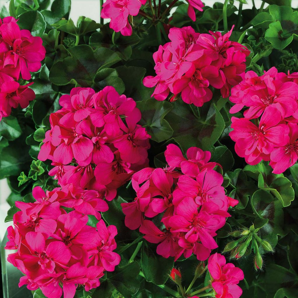 Pelargonium peltatum BIG 5 Neon Pink - Hanggeranium dubbel