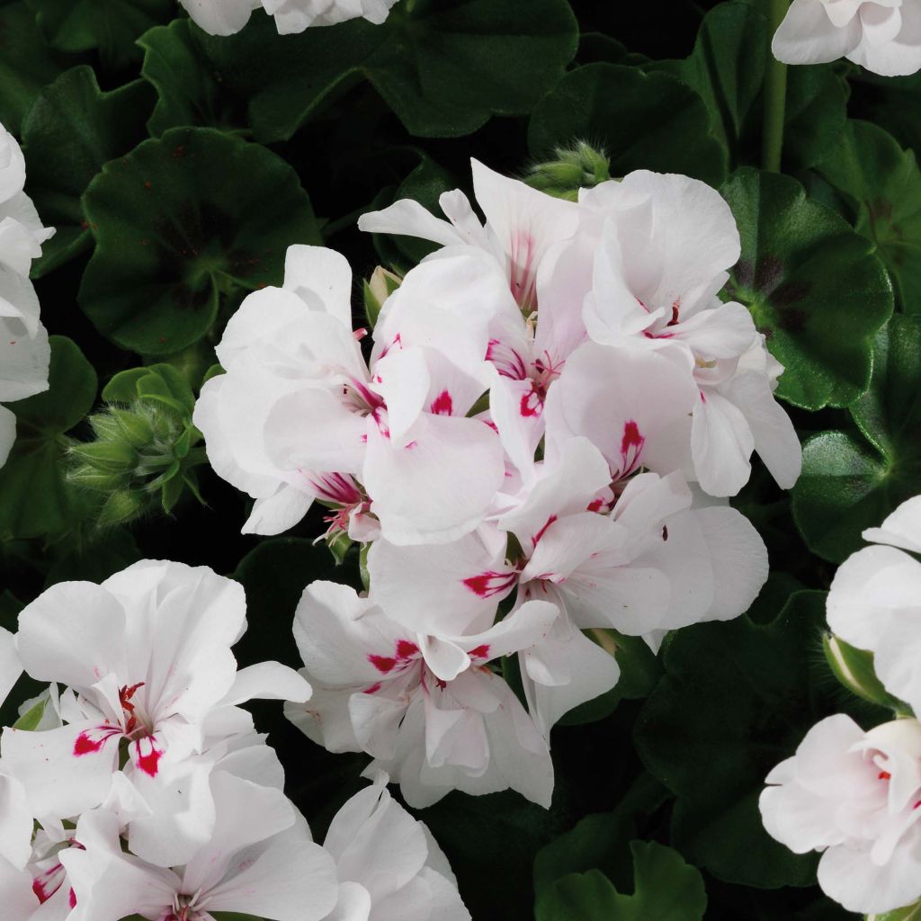 Pelargonium peltatum BIG 5 White - Hanggeranium dubbel wit