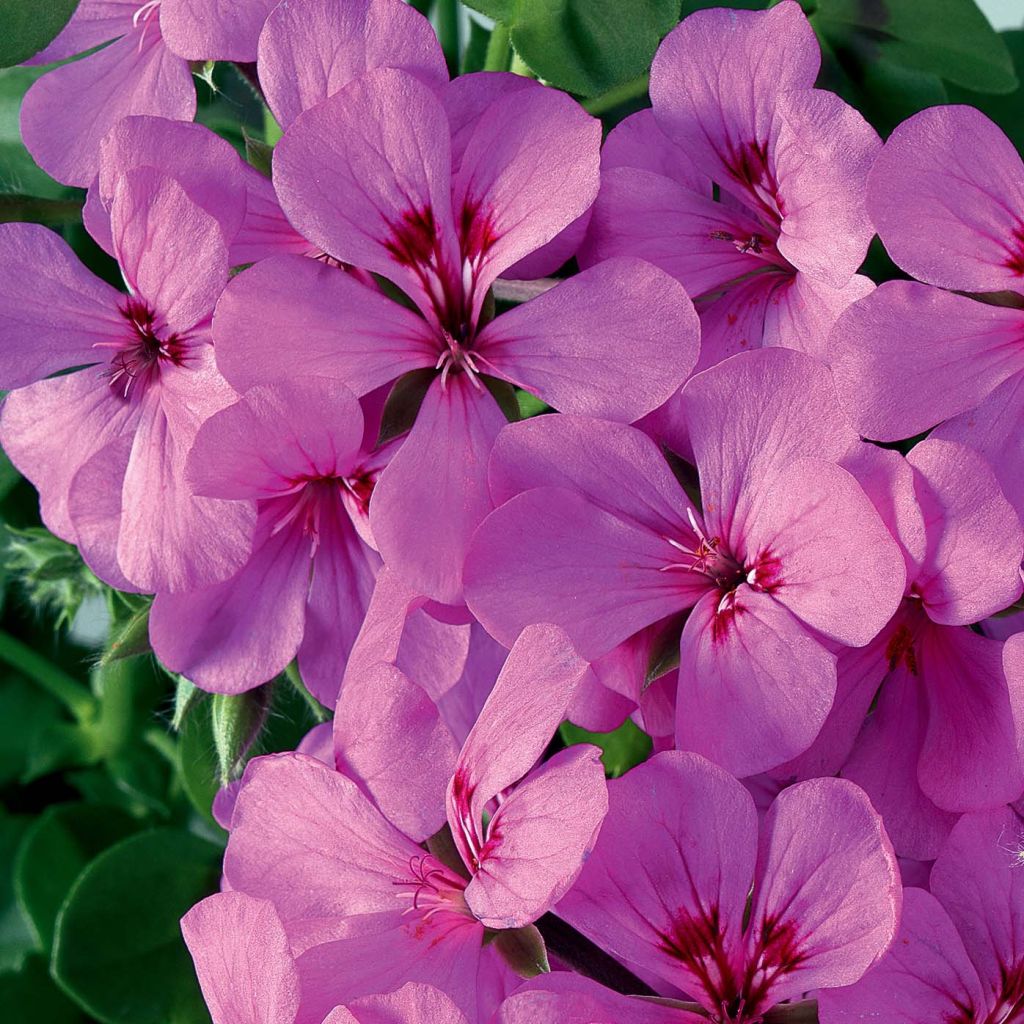 Pelargonium peltatum Rainbow Amethyst- Hanggeranium