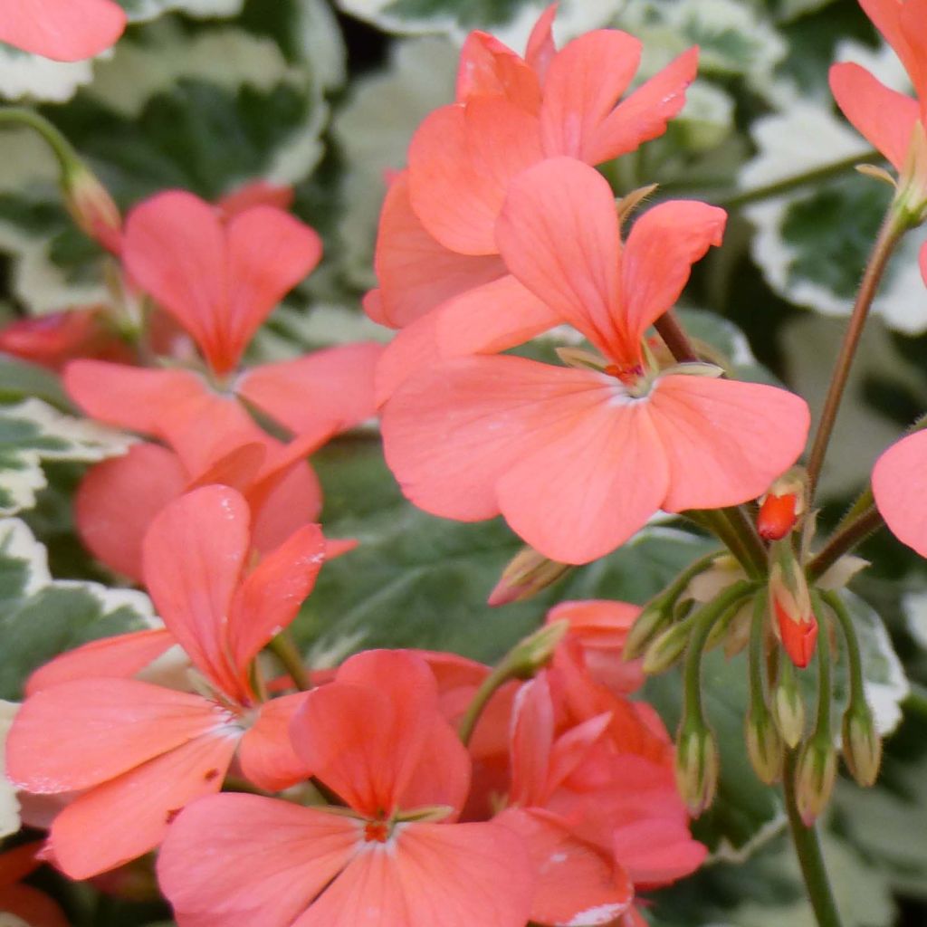Pelargonium Franck Headley - Zonale geranium