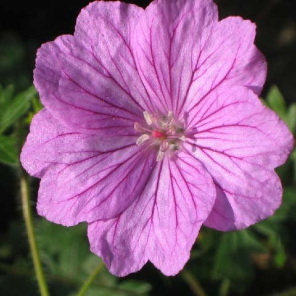 Geranium sanguineum Blushing Turtle - Bloedooievaarsbek