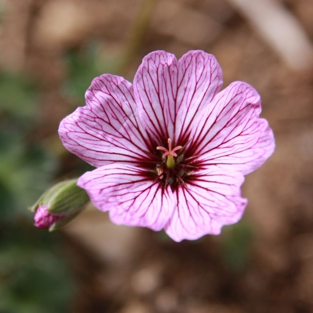 Geranium cinereum Ballerina - Ooievaarsbek