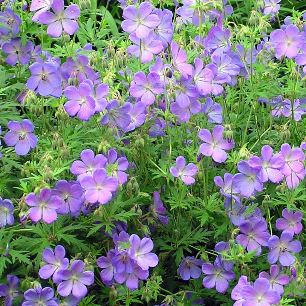 Geranium Johnson's Blue - Ooievaarsbek