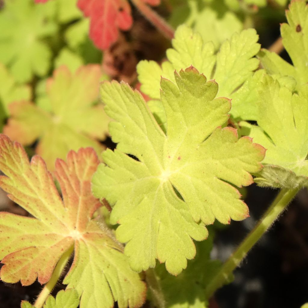 Geranium macrorrhizum Ingwersens Variety - Rotsooievaarsbek