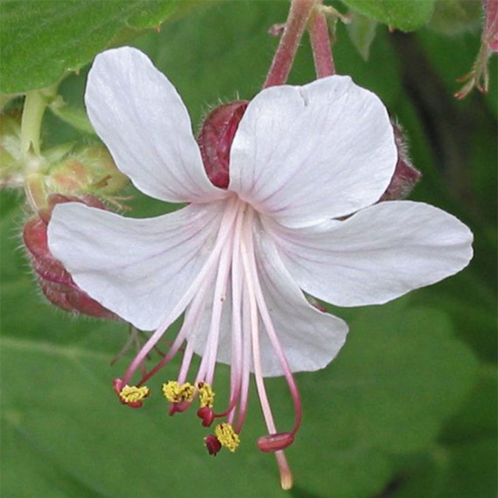 Geranium macrorrhizum Spessart - Rotsooievaarsbek
