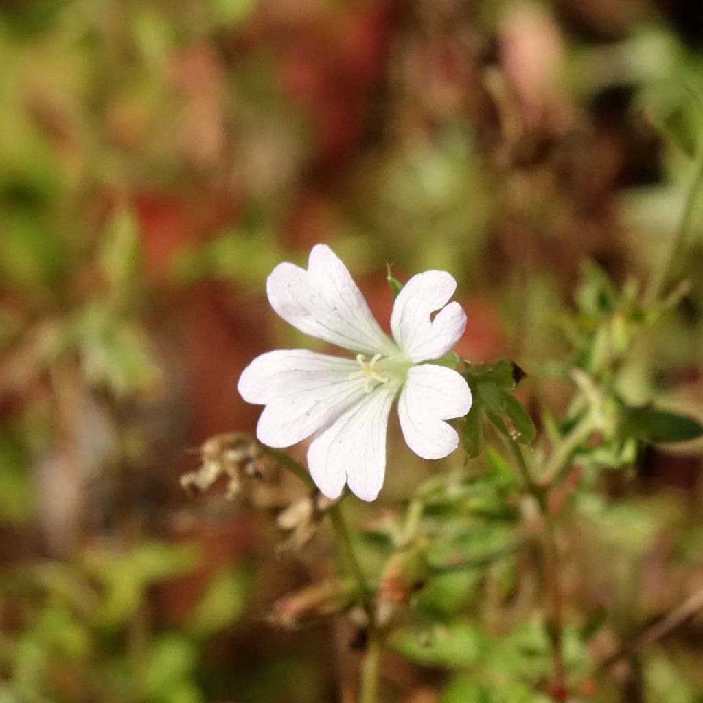 Geranium Ankum's White (zaad)