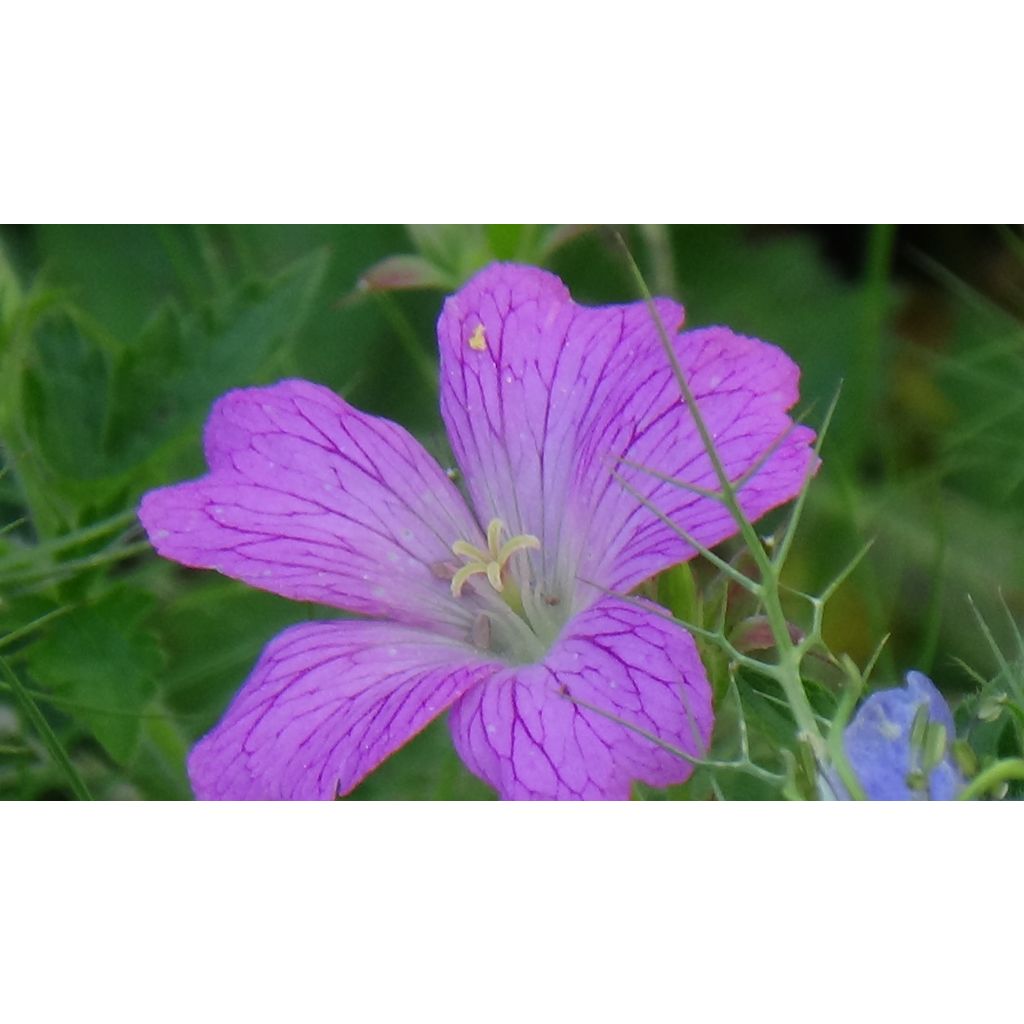 Geranium oxonianum Claridge Druce - Ooievaarsbek