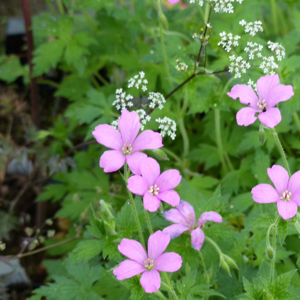 Geranium oxonianum Rosenlicht - Ooievaarsbek