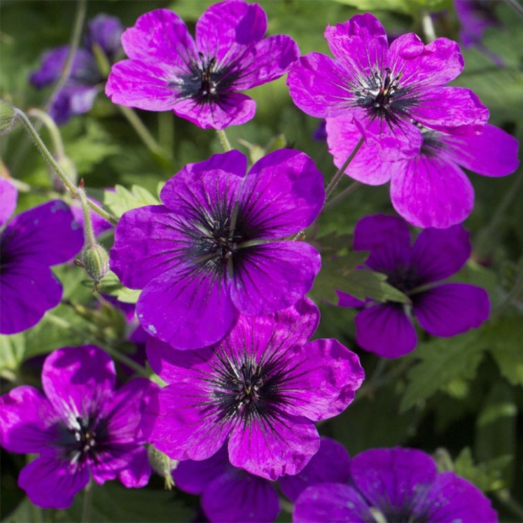 Geranium Patricia - ooievaarsbek