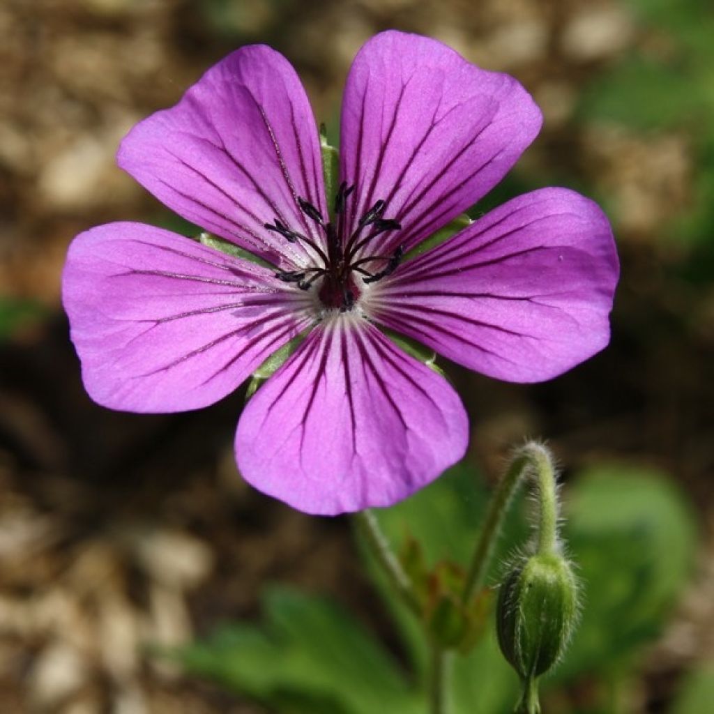 Geranium Pink Penny - Ooievaarsbek