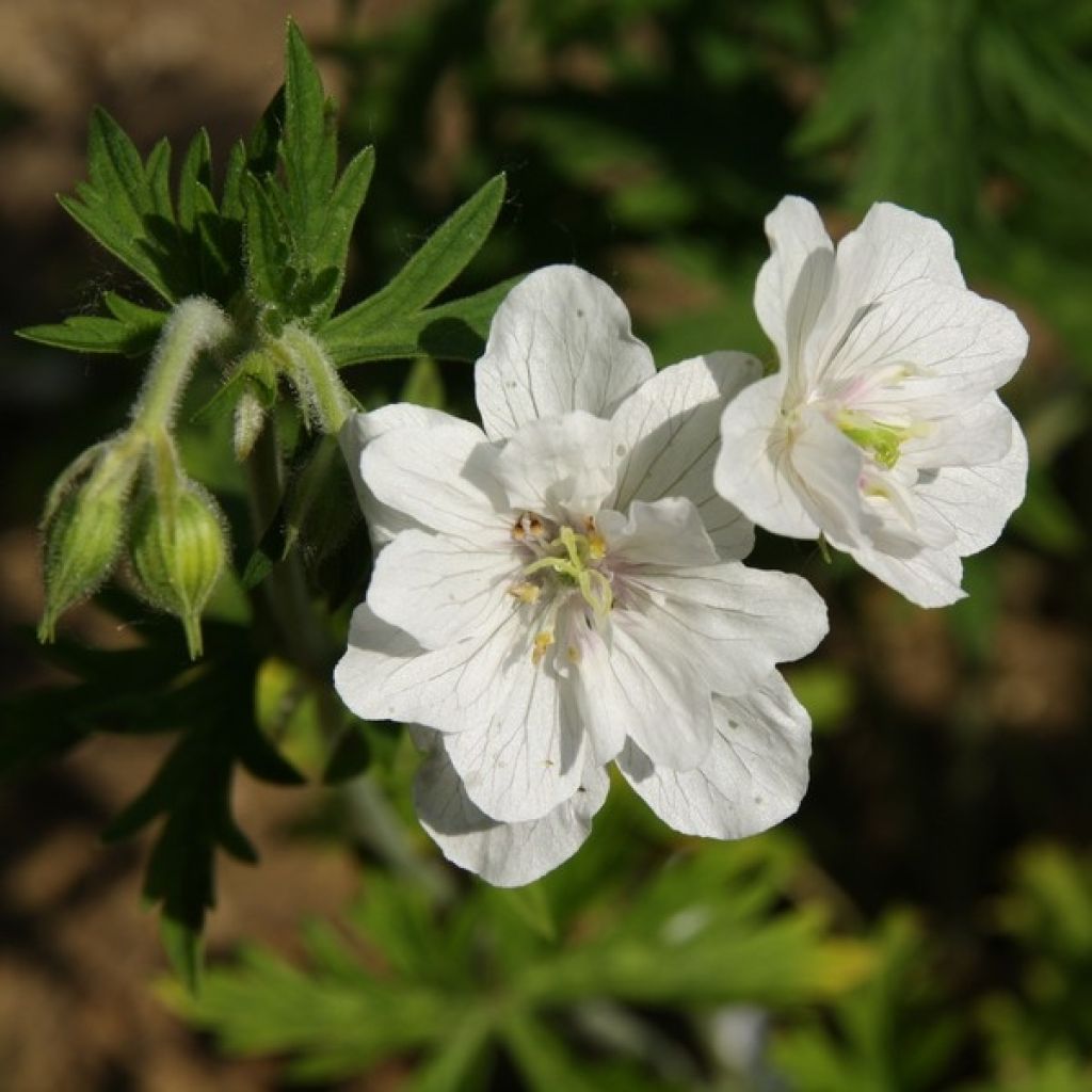 Geranium pratense Plenum Album - Beemdooievaarsbek