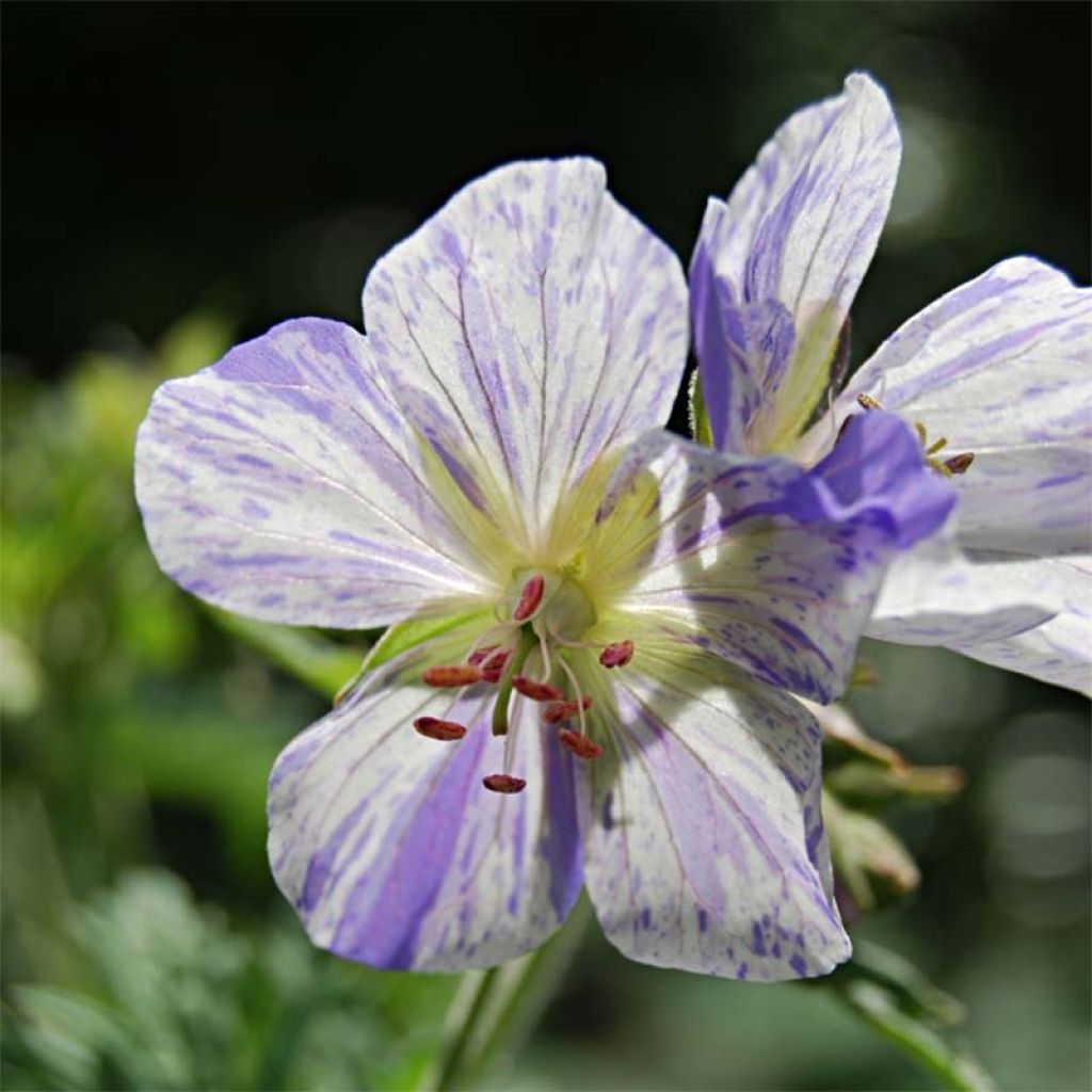 Geranium pratense Splish Splash - Beemdooievaarsbek
