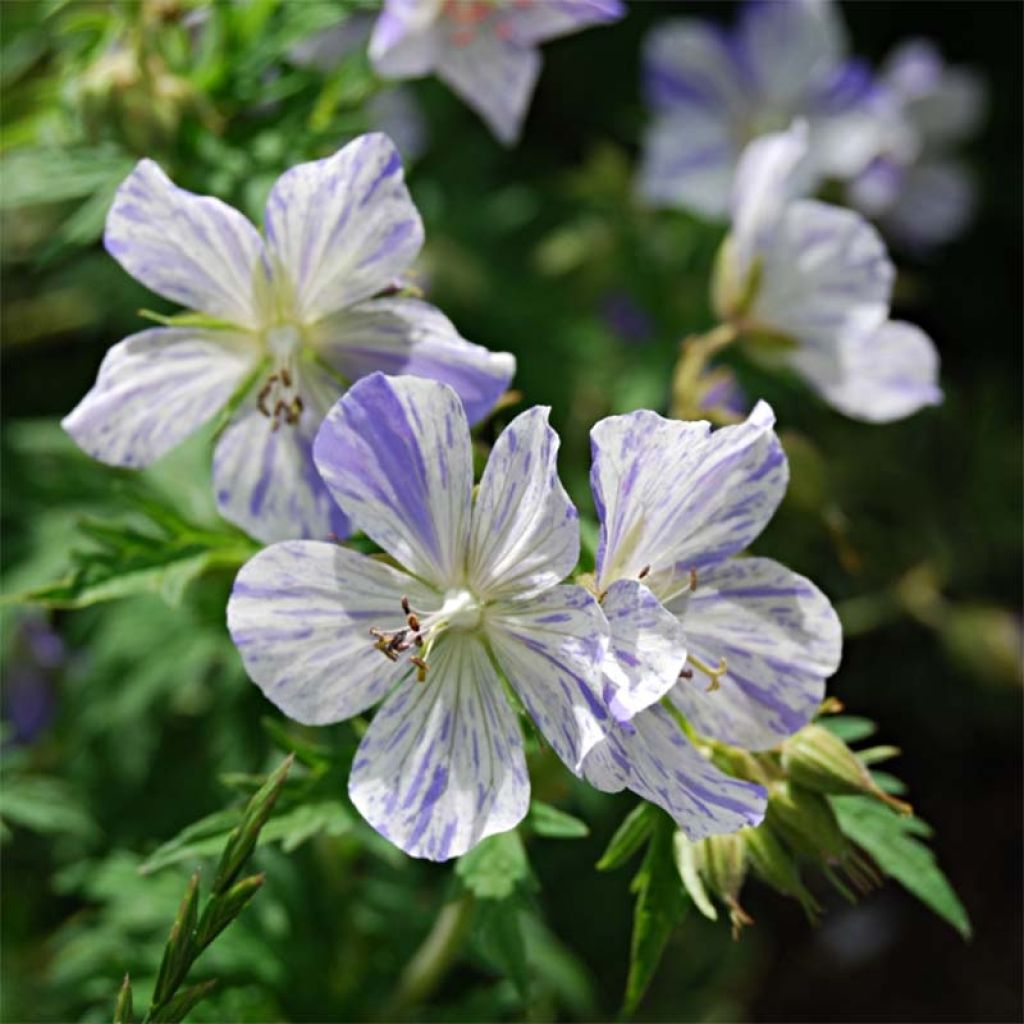Geranium pratense Splish Splash - Beemdooievaarsbek