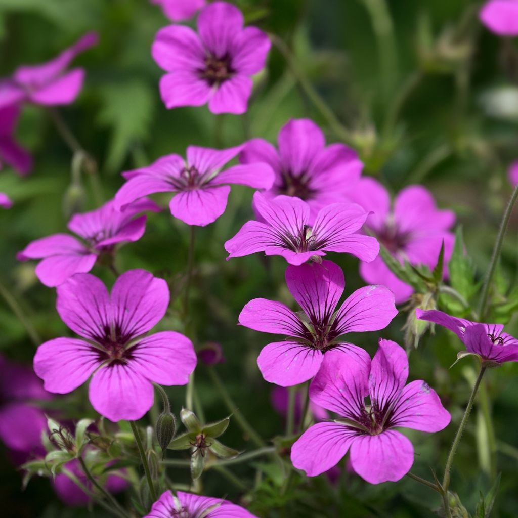 Geranium psilostemon - Armeense ooievaarsbek