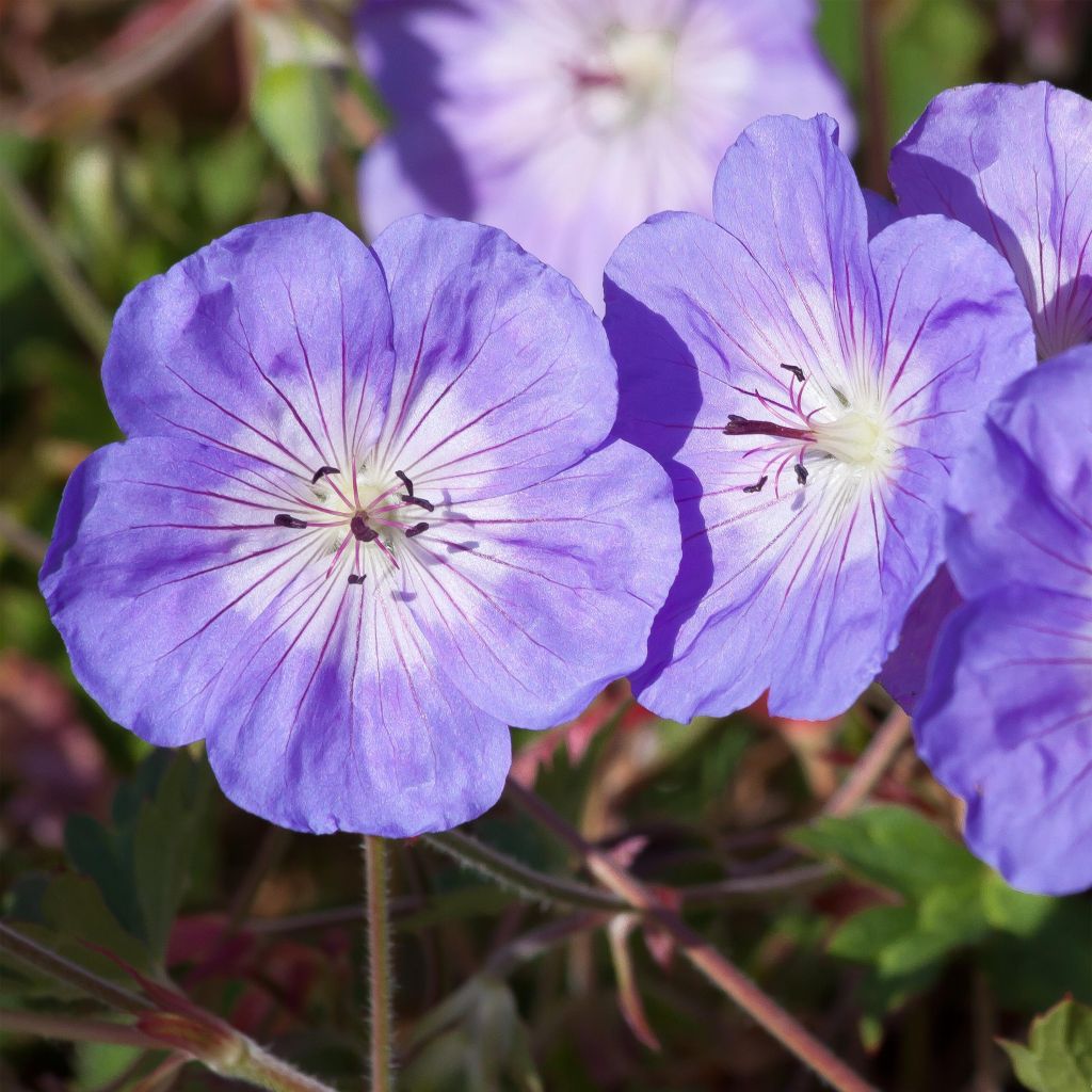 Geranium Rozanne - Ooievaarsbek