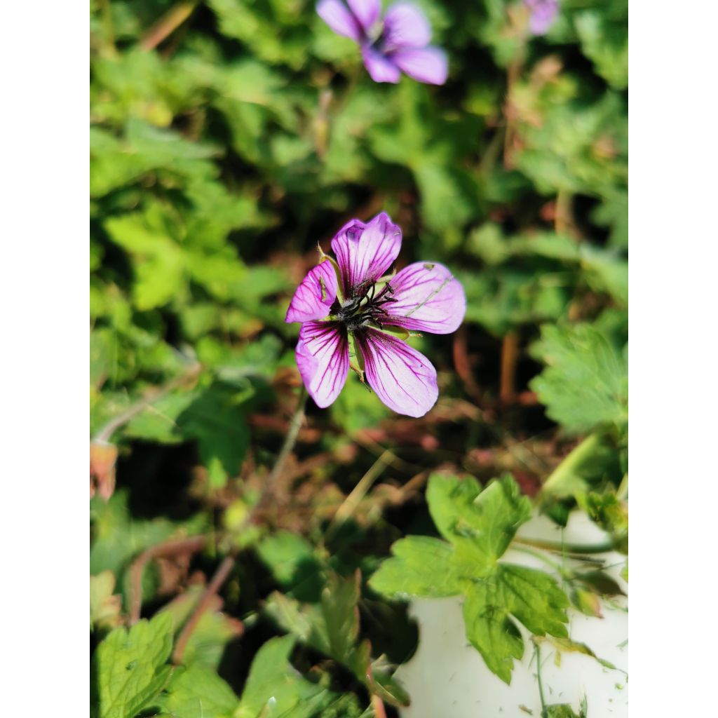 Geranium Salomé - Ooievaarsbek