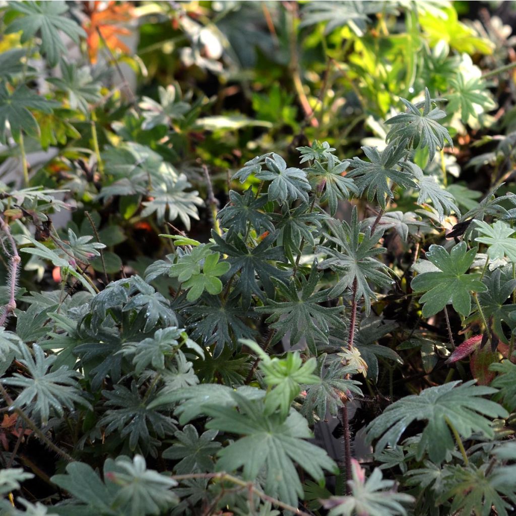 Geranium sanguineum - Bloedooievaarsbek