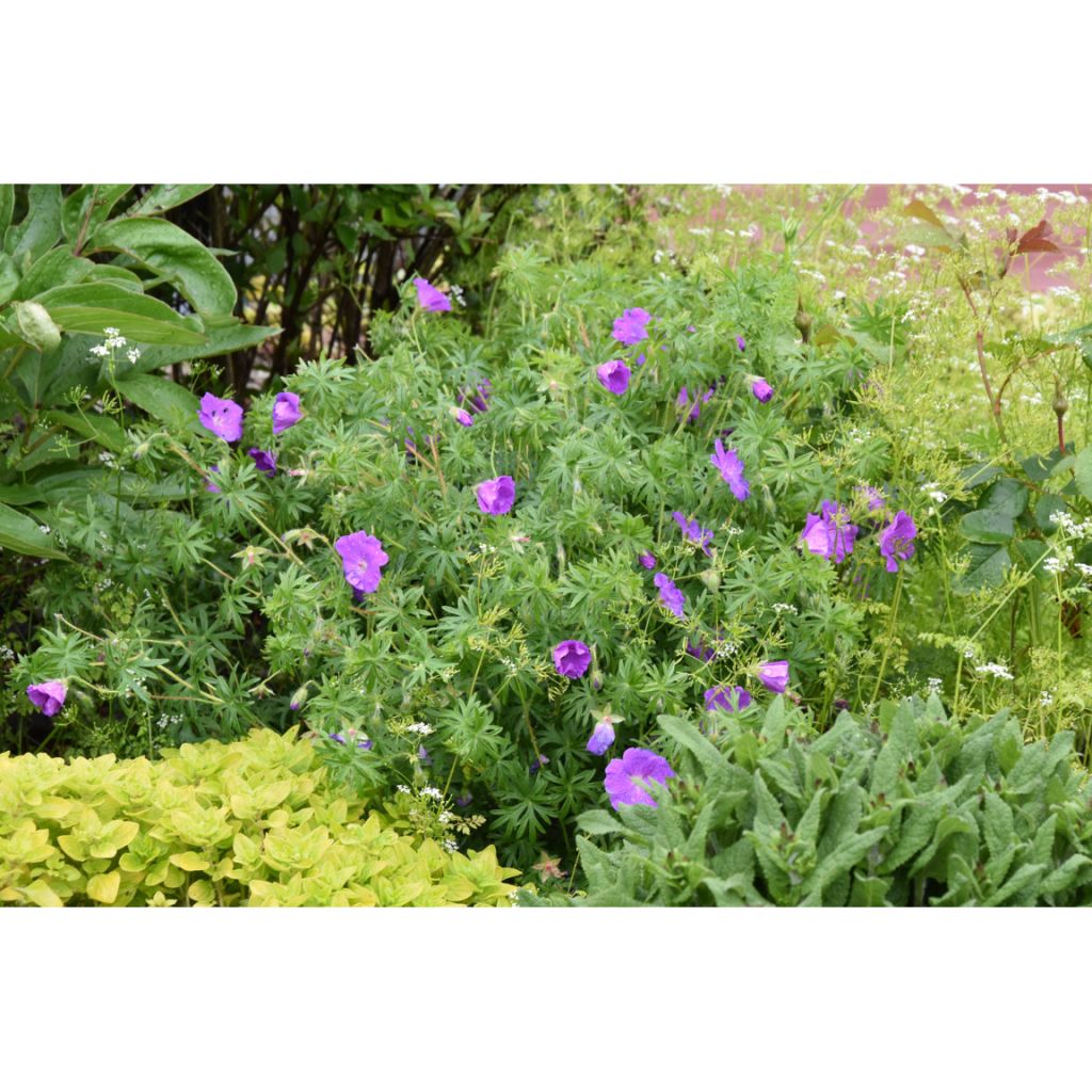 Geranium sanguineum - Bloedooievaarsbek