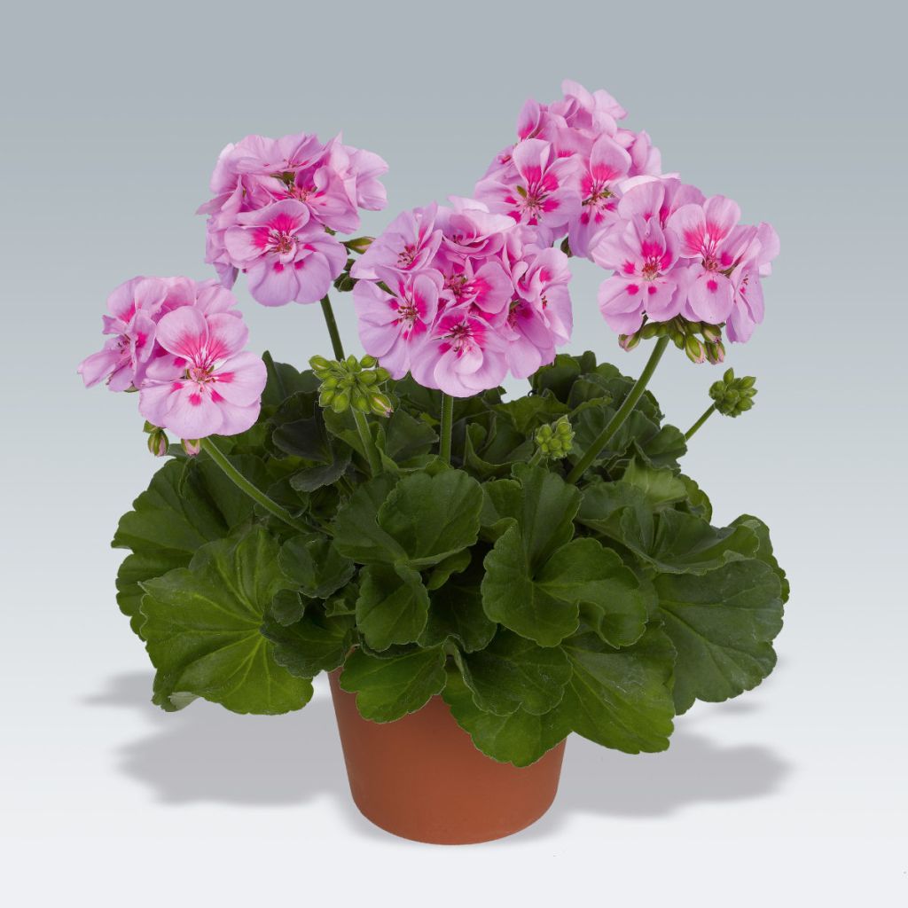 Géranium zonale Icecrystal - Pelargonium hortorum