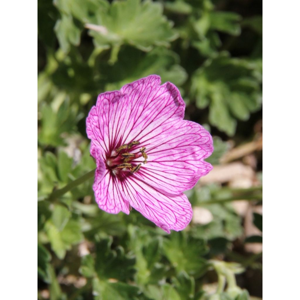 Geranium cinereum Ballerina - Ooievaarsbek
