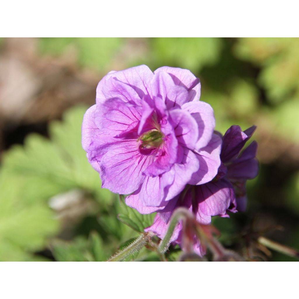 Geranium himalayense Plenum - Ooievaarsbek