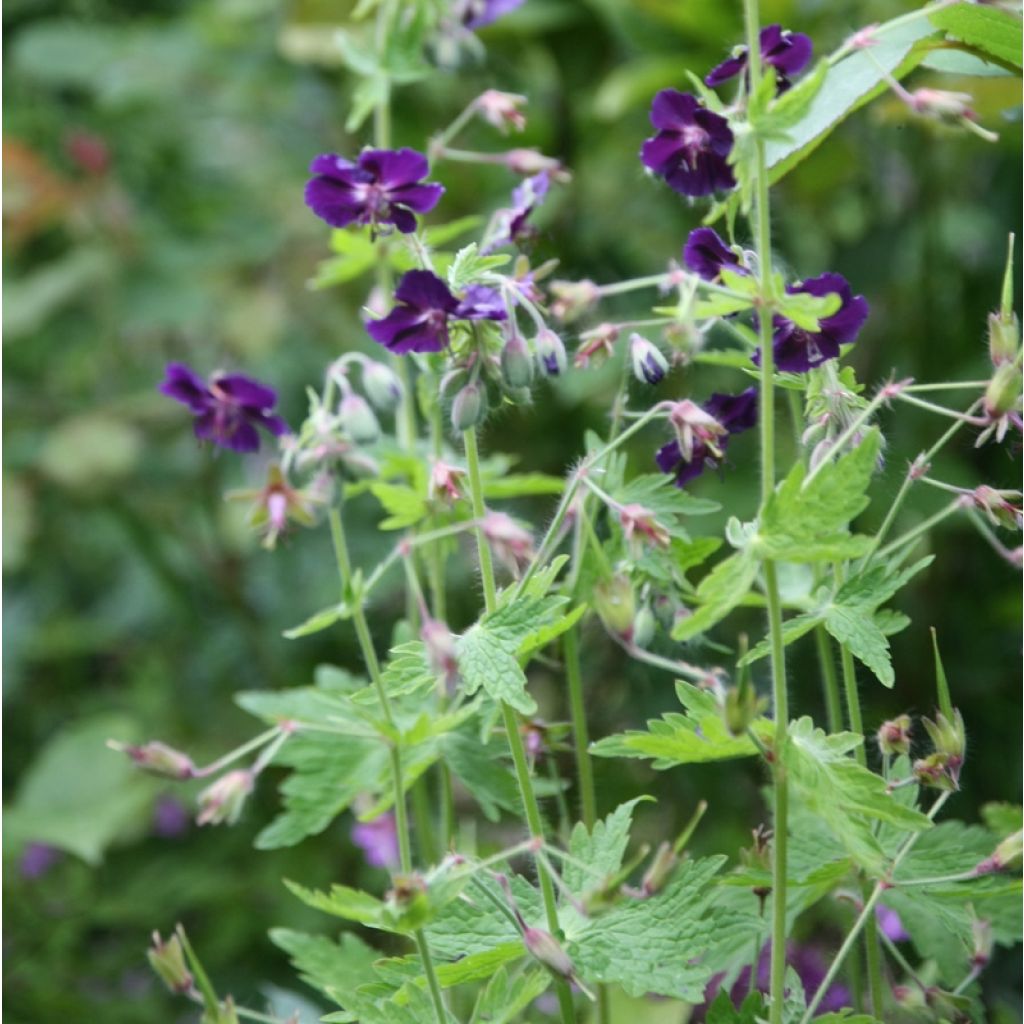 Geranium phaeum Raven - Donkere ooievaarsbek
