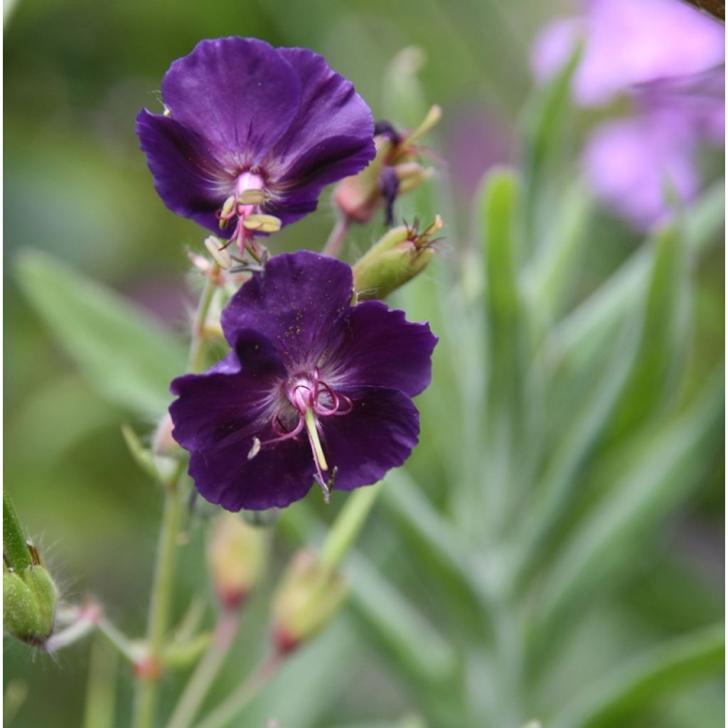 Geranium phaeum Raven - Donkere ooievaarsbek