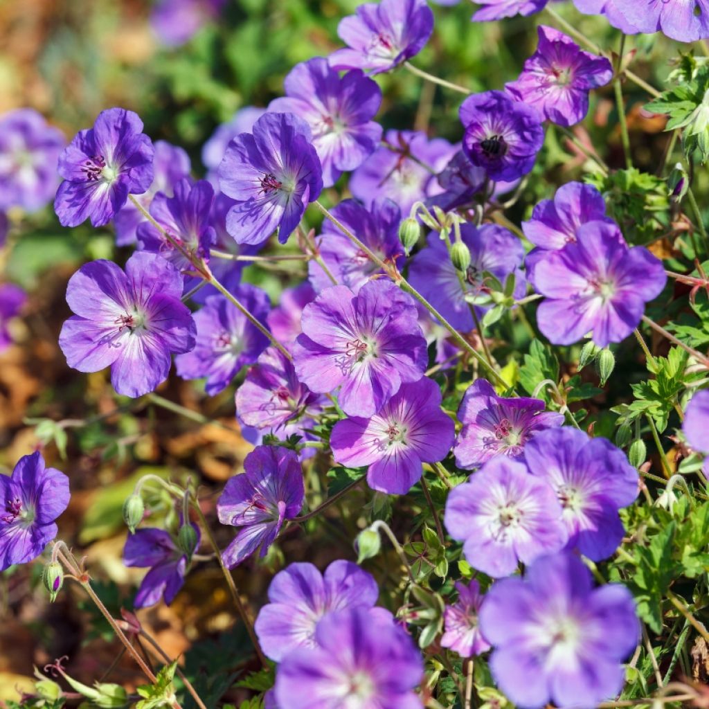 Geranium Rozanne - Ooievaarsbek