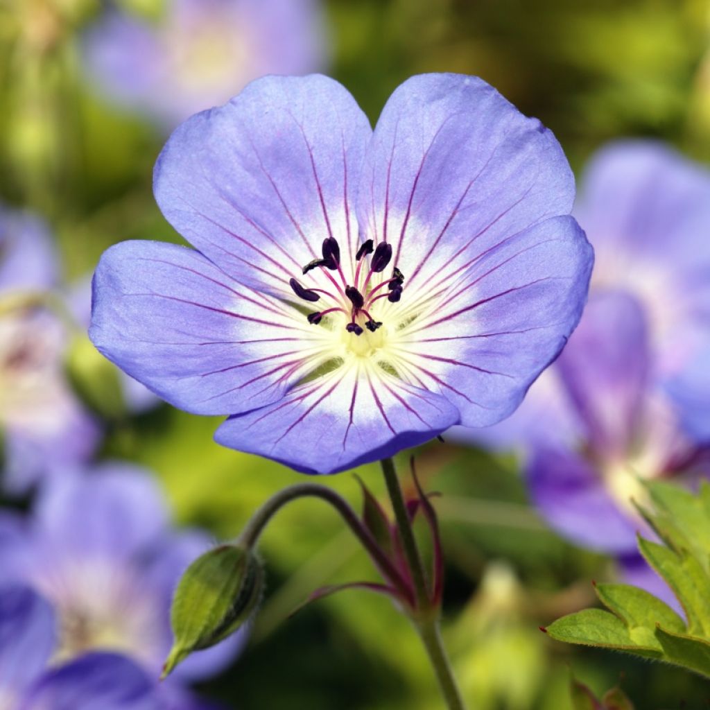 Geranium Rozanne - Ooievaarsbek