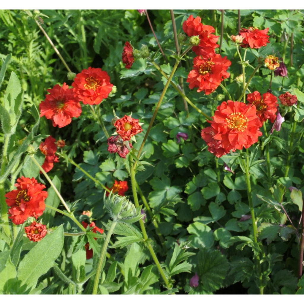 Geum chiloense Mrs Bradshaw - Nagelkruid